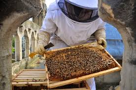Les abeilles de Notre-Dame de Paris