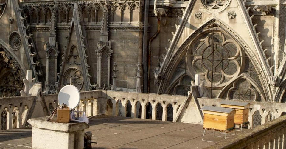 Les abeilles de Notre-Dame de Paris