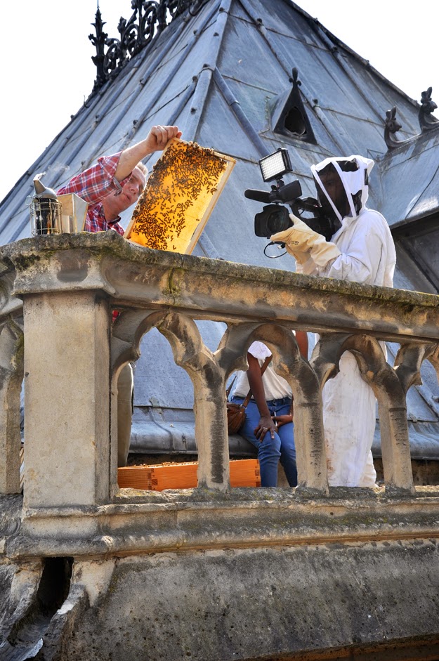 Les abeilles de Notre-Dame de Paris